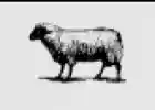Black Sheep Skate Shop