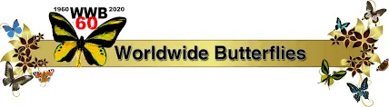 Worldwide Butterflies