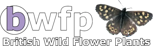 Wildflowers