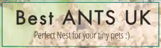 Best Ants Uk